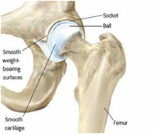 diagram-normal-hip